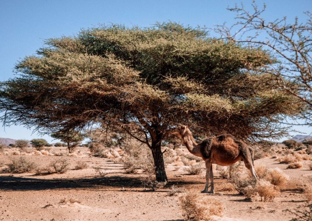 Morocco Travely Private Sahara Journey